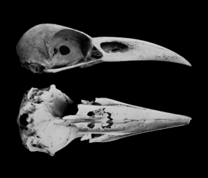 raven-skull